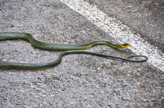 Uma enorme cobra Cazadora que encontramos em uma estrada da Sierra de San Luis, região de Coro, no noroeste da Venezuela